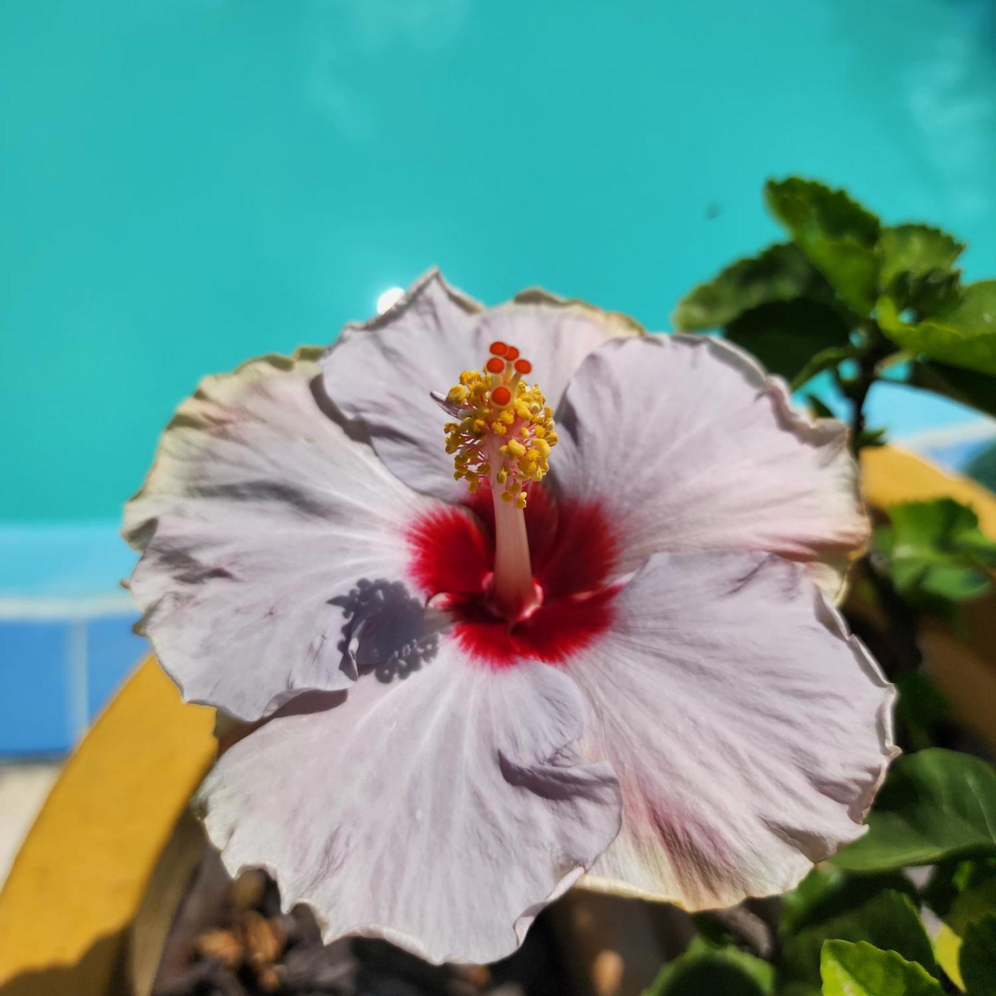 Mandala Dreams Pousada E Portal Holistico Maceio  ภายนอก รูปภาพ