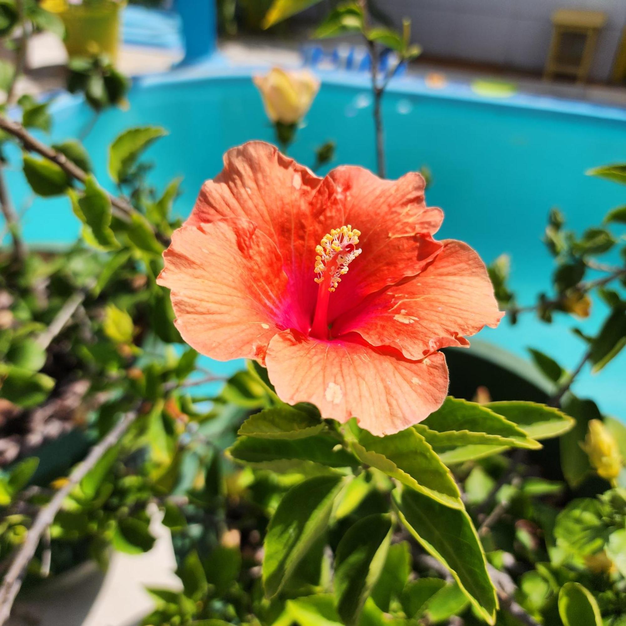 Mandala Dreams Pousada E Portal Holistico Maceio  ภายนอก รูปภาพ